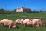 British Landrace - pig breeds | goris jishebi | ღორის ჯიშები